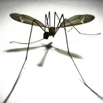 mosquito