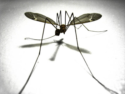 mosquito