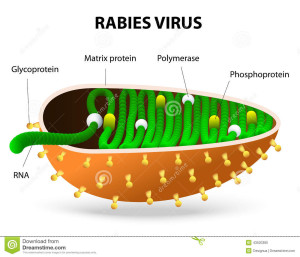 rabies virus disease