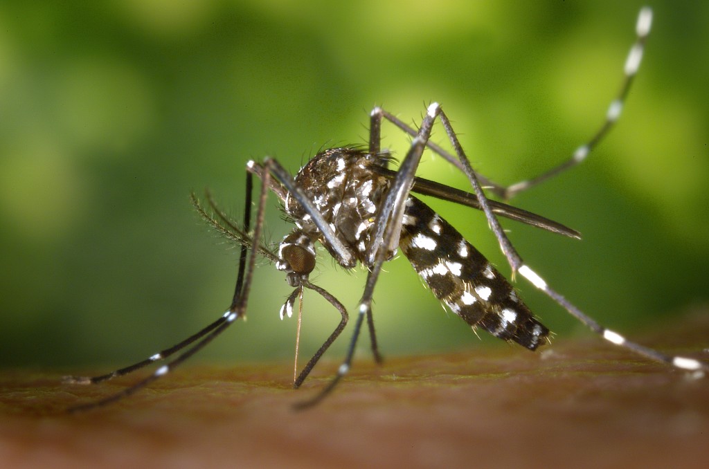 dengue fever aedes mosquito