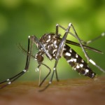 dengue fever aedes mosquito