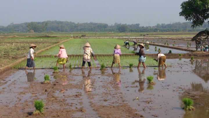 leptospirosis, farmers, risk