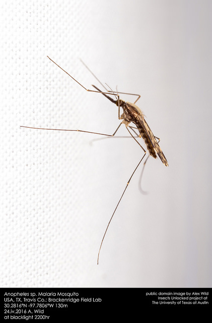 anopheles mosquito malaria