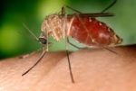 Japanese Encephalitis mosquito