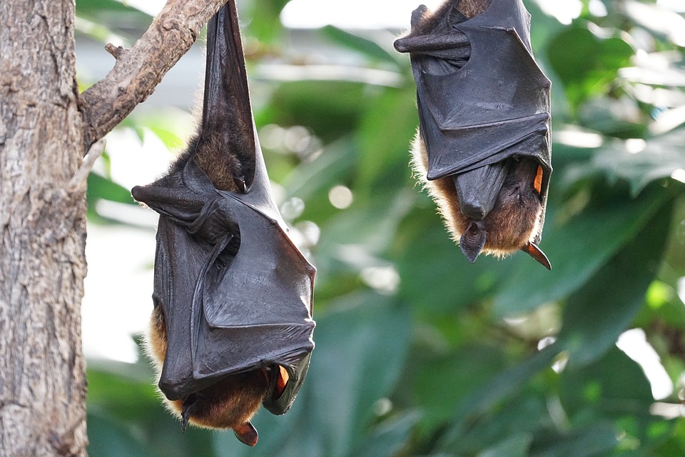 fruit bat flying fox nipah virus infection