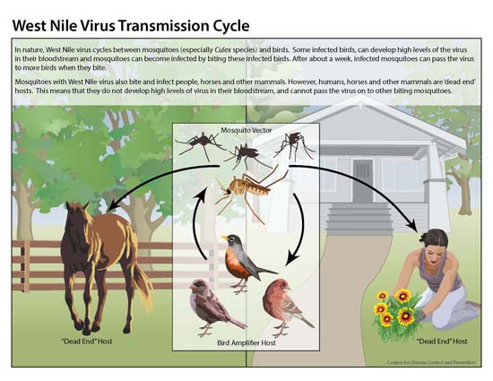 transmission of west nile virus infection from mosquitoes