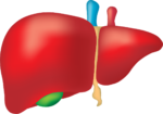 Liver, Fatty liver disease