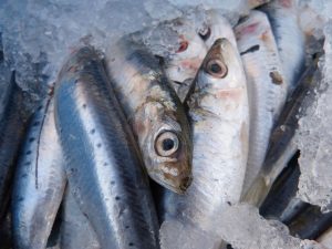 sardine is good for fatty liver disease